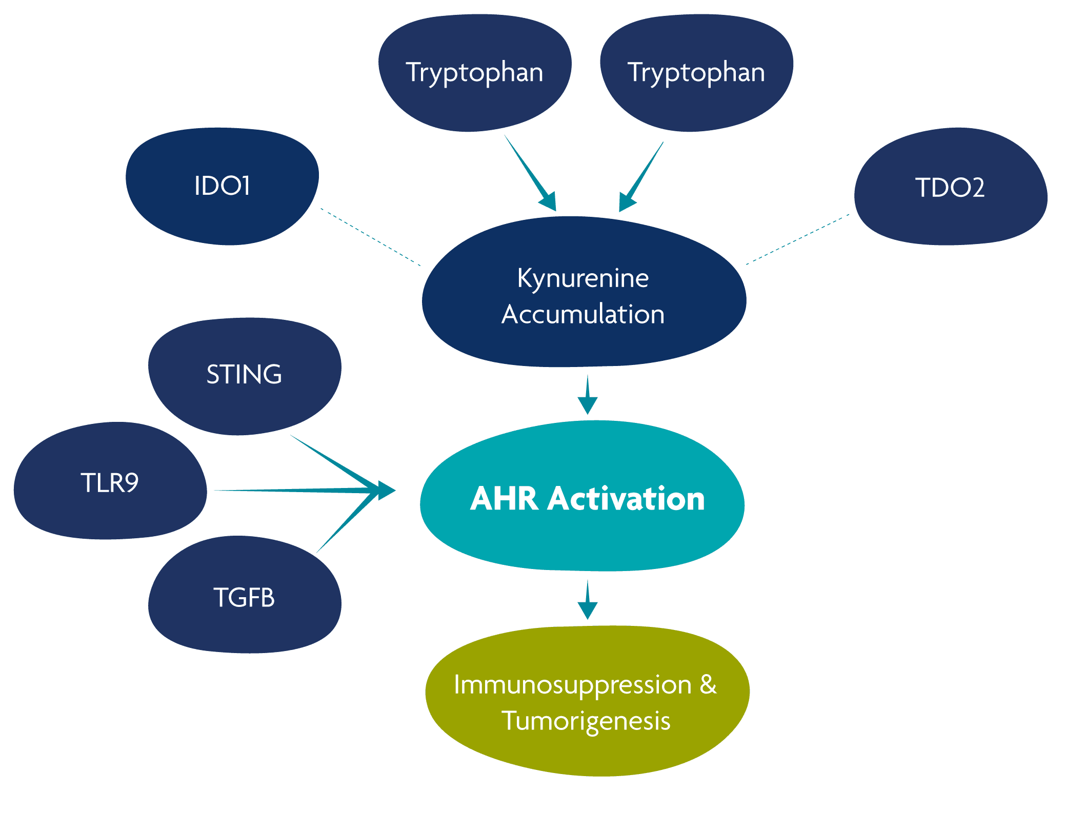 AHR Signaling Illustration